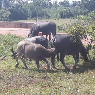 Radtour nach Banteay Srei